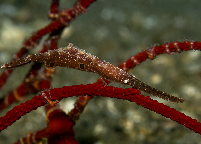 44_Tozeuma shrimp_(Ocellated sawblade_Shrimp).jpg